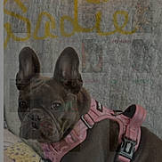 Sadie joined the competition — help win amazing prizes! dog, french_bulldog, pink_harness, pet, indoor, quilted_blanket, calendar_overlay, text_overlay, brown_dog, animal, portrait, cute, pet_accessory, seated_dog, closeup, domestic_animal, companion, animal_portrait, face, ears