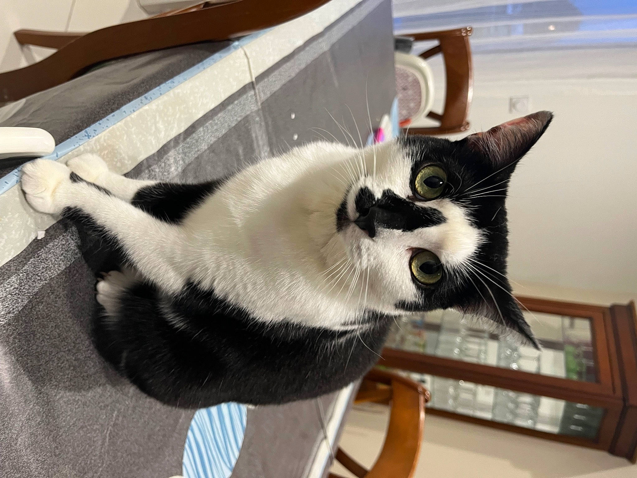 Rixie participe au concours pour gagner de l'argent avec cette photo : carnivore, cat, chair, claw, collar, comfort, domestic_short_haired_cat, felidae, foot, fur, paw, small_to_medium_sized_cats, snout, tail, whiskers