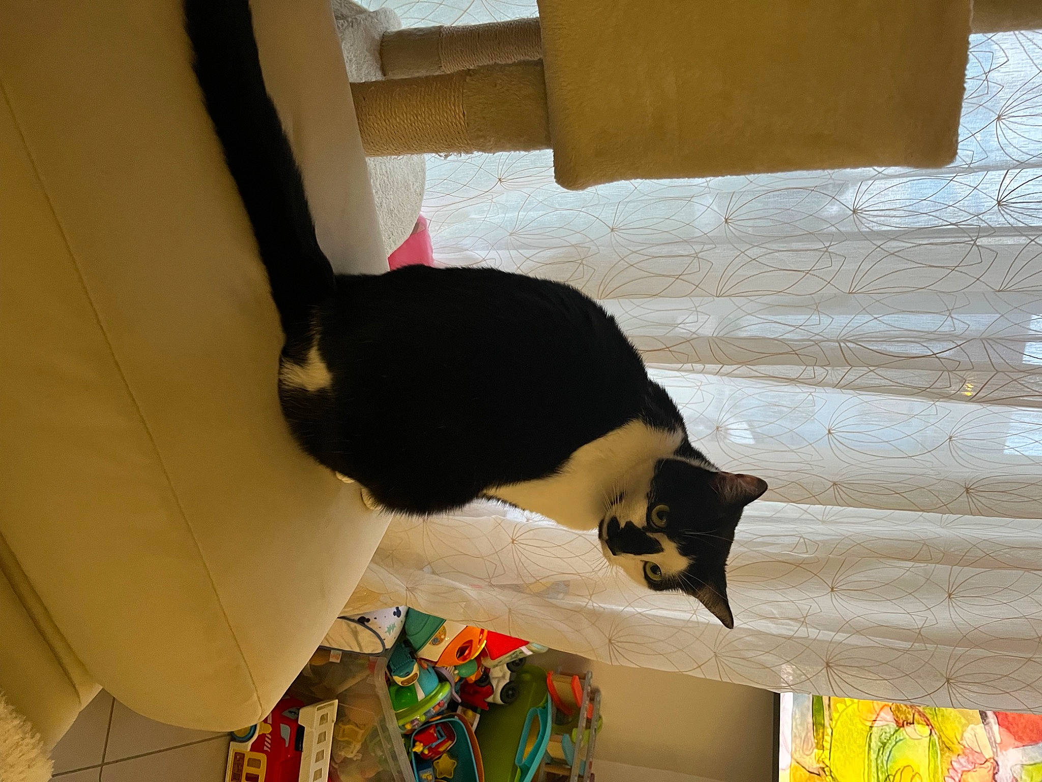 Rixie a rejoint le concours — aidez-le/la à gagner de superbes lots ! carnivore, cat, comfort, felidae, flooring, fur, hardwood, linens, room, small_to_medium_sized_cats, tail, tints_and_shades, whiskers, window, wood