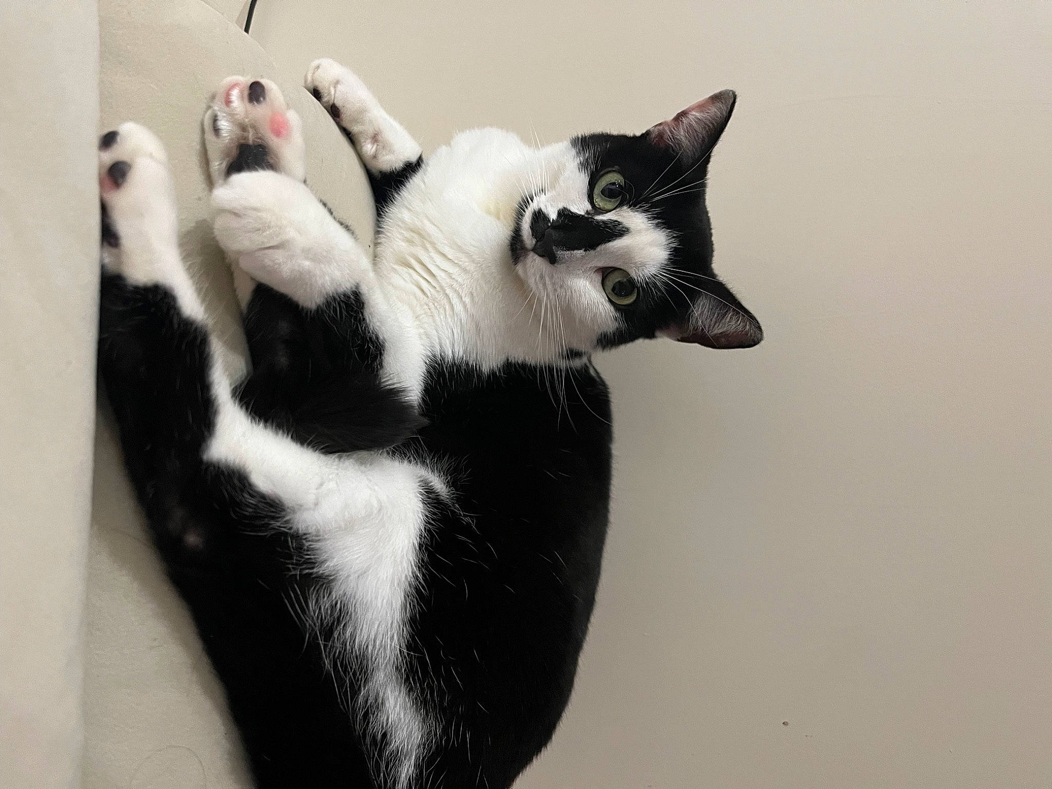 Rixie participe au concours pour gagner de l'argent avec cette photo : black_cat, carnivore, cat, claw, comfort, domestic_short_haired_cat, felidae, foot, fur, gesture, monochrome_photography, paw, small_to_medium_sized_cats, snout, tail, tree, whiskers