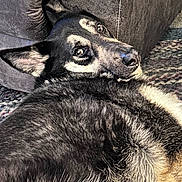 Hank is registered to the contest to win money with this photo: dog, german_shepherd, pet, indoor, carpet, couch, fur, ears, eyes, looking_back, resting, animal, canine, mammal, home, cute, laying_down, domestic, companion, curious
