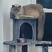 Kelly Flinn joined the competition — help win amazing prizes! animal, cat, cat_tree, contemplative, domestic_cat, feline, fluffy, food_bowl, fur, gray, grumpy, home, household, indoor, pet, platform, raised, resting, tail, window