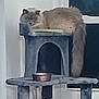 animal, cat, cat_tree, contemplative, domestic_cat, feline, fluffy, food_bowl, fur, gray, grumpy, home, household, indoor, pet, platform, raised, resting, tail, window
