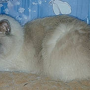 Shadow is registered to the contest to win money with this photo: cat, fluffy, animal, pet, feline, resting, fur, blue_background, indoor, blanket, closeup, whiskers, ears, sleepy, cute, domestic, mammal, gray, cream, relaxed