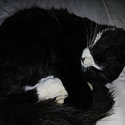 Ruddy joined the competition — help win amazing prizes! cat, sleeping, black_and_white, curled_up, fur, whiskers, tail, pet, indoor, quilt, bed, resting, cozy, feline, animal, closeup, peaceful, cute, domestic, quiet