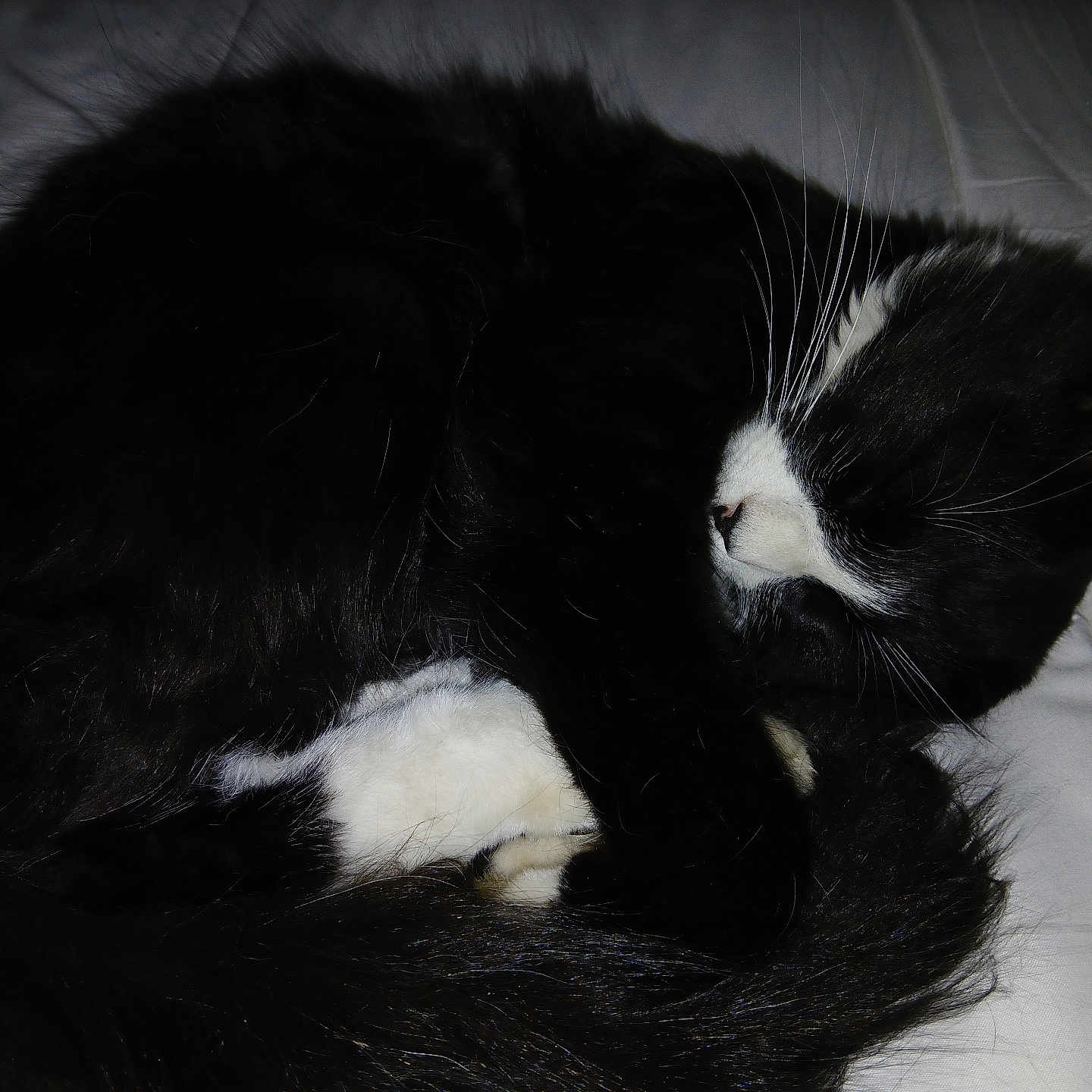 Ruddy joined the competition — help win amazing prizes! animal, bed, black_and_white, cat, closeup, cozy, curled_up, cute, domestic, feline, fur, indoor, peaceful, pet, quiet, quilt, resting, sleeping, tail, whiskers