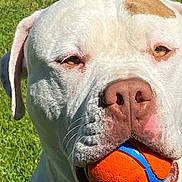 Halo joined the competition — help win amazing prizes! animal, ball, blue_ball, canine, close_up, daylight, dog, ear, focused, fur, grass, mouth, nature, orange_ball, outdoor, pet, playful, snout, toy, white_dog