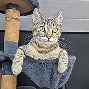 Poppy participe au concours pour gagner de l'argent avec cette photo : cat, tabby, green_eyes, cat_tree, hammock, paws, fur, indoor, pet, animal, curious, relaxed, feline, gray, wooden_wall, whiskers, ears, closeup, cute, domestic_cat