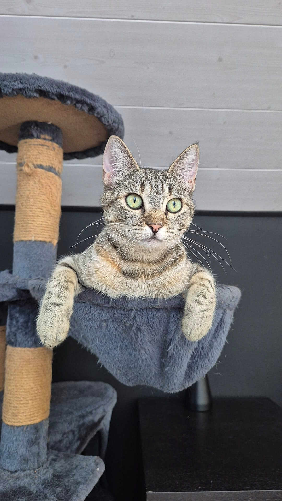 Poppy participe au concours pour gagner de l'argent avec cette photo : cat, tabby, green_eyes, cat_tree, hammock, paws, fur, indoor, pet, animal, curious, relaxed, feline, gray, wooden_wall, whiskers, ears, closeup, cute, domestic_cat