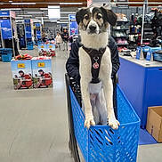 Ronny a rejoint le concours — aidez-le/la à gagner de superbes lots ! aisle, animal, blue, brown, clothing, dog, floor, indoor, leisure, person, pet, product_display, retail, shelf, shopping, shopping_basket, shopping_cart, sign, store, white