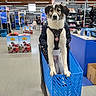 aisle, animal, blue, brown, clothing, dog, floor, indoor, leisure, person, pet, product_display, retail, shelf, shopping, shopping_basket, shopping_cart, sign, store, white