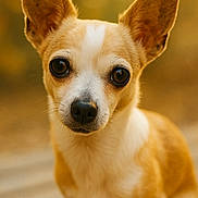 Cookie a rejoint le concours — aidez-le/la à gagner de superbes lots ! dog, chihuahua, close_up, ears, pet, animal, portrait, brown, white, cute, outdoor, fur, small_dog, looking, sitting, friendly, canine, headshot, eyes, adorable