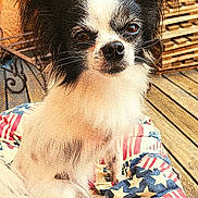 Rose a rejoint le concours — aidez-le/la à gagner de superbes lots ! dog, black_and_white, small_dog, long_ears, pet, cushion, american_flag_pattern, outdoor, wooden_deck, stacked_pallets, fur, animal, cute, sitting, face, eyes, nose, whiskers, portrait, pet_bed
