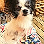 dog, black_and_white, small_dog, long_ears, pet, cushion, american_flag_pattern, outdoor, wooden_deck, stacked_pallets, fur, animal, cute, sitting, face, eyes, nose, whiskers, portrait, pet_bed