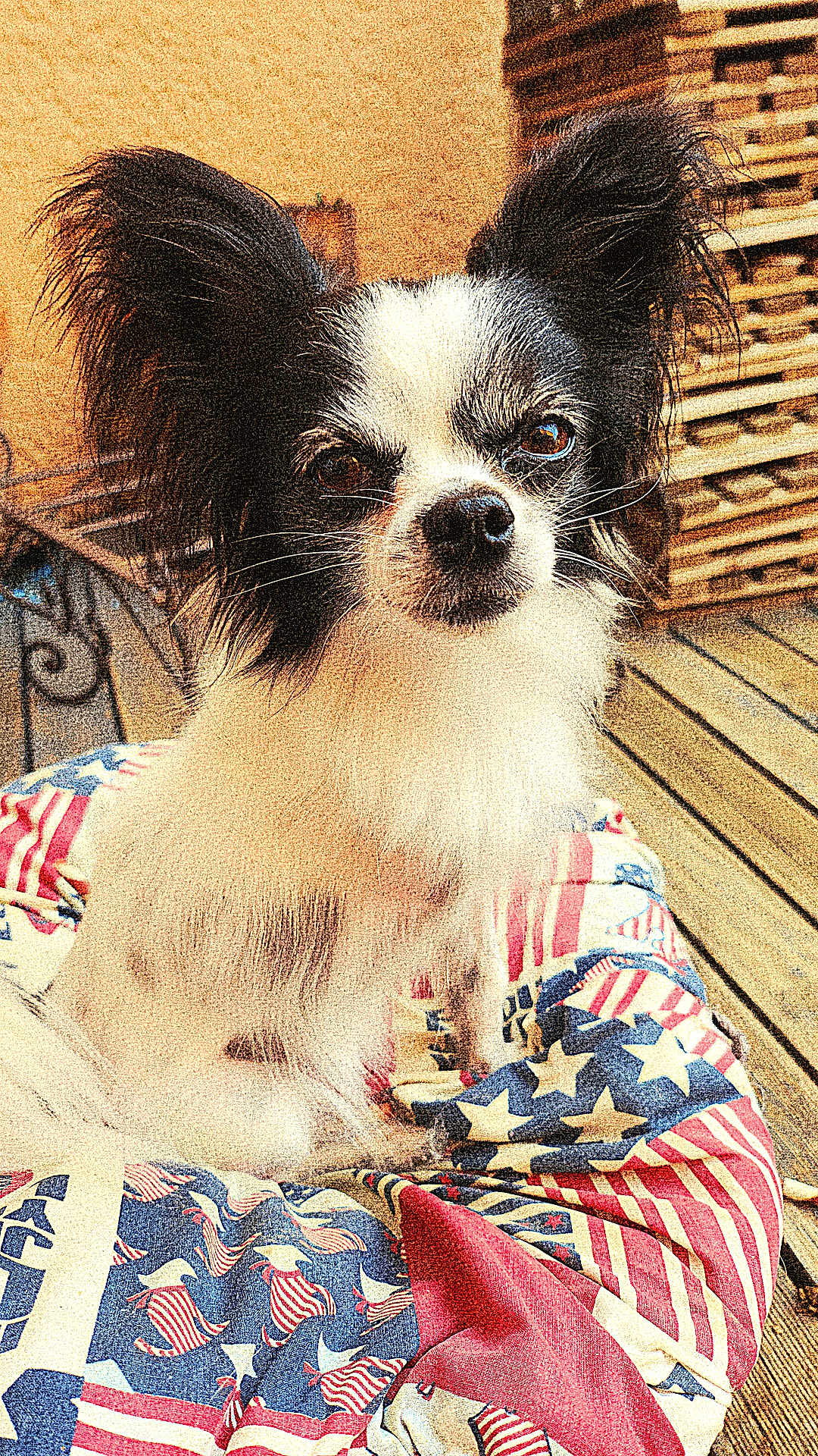 Rose a rejoint le concours — aidez-le/la à gagner de superbes lots ! dog, black_and_white, small_dog, long_ears, pet, cushion, american_flag_pattern, outdoor, wooden_deck, stacked_pallets, fur, animal, cute, sitting, face, eyes, nose, whiskers, portrait, pet_bed