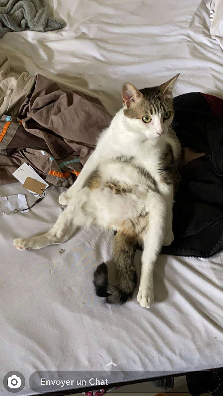 Gilbert participe au concours pour gagner de l'argent avec cette photo : carnivore, cat, claw, comfort, domestic_short_haired_cat, fawn, felidae, foot, fur, grey, linens, paw, small_to_medium_sized_cats, snout, tail, whiskers