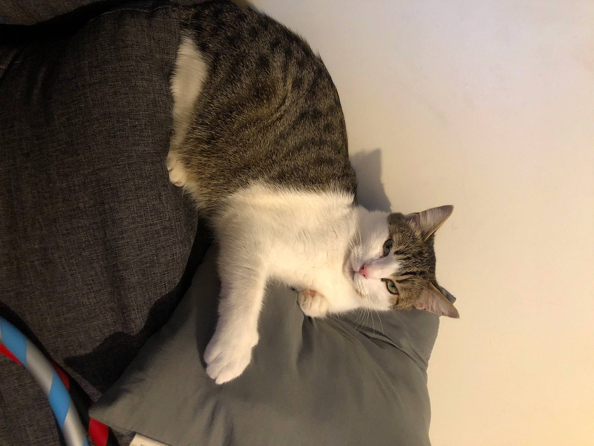 Gilbert a rejoint le concours — aidez-le/la à gagner de superbes lots ! canidae, carnivore, cat, claw, comfort, domestic_short_haired_cat, ear, felidae, fur, grey, lap, leg, nap, paw, sleep, small_to_medium_sized_cats, snout, tail, whiskers, wood