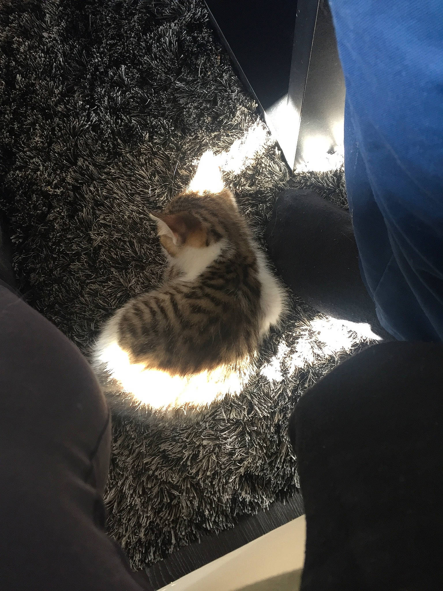 Gilbert participe au concours pour gagner de l'argent avec cette photo : automotive_lighting, carnivore, cat, darkness, domestic_short_haired_cat, feather, felidae, fur, lighting, midnight, reflection, shadow, small_to_medium_sized_cats, tail, tints_and_shades, tree, whiskers, window, winter, wood