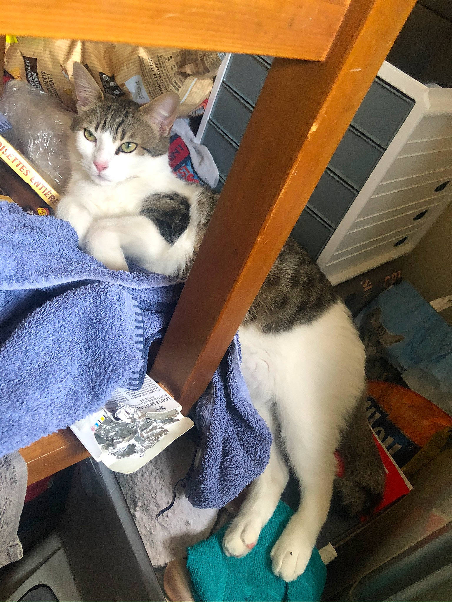 Gilbert participe au concours pour gagner de l'argent avec cette photo : animal_shelter, box, canidae, carnivore, cat, cat_supply, comfort, domestic_short_haired_cat, felidae, fur, human_leg, lap, mammal, pet_supply, small_to_medium_sized_cats, tail, textile, vertebrate, whiskers, wood