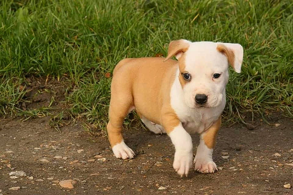 Ramsès a rejoint le concours — aidez-le/la à gagner de superbes lots ! adventure, canidae, carnivore, collar, companion_dog, dog, dog_breed, dog_collar, fawn, grass, grassland, non_sporting_group, pet_supply, plant, snout, soil, sporting_group, tail, terrestrial_animal, working_animal