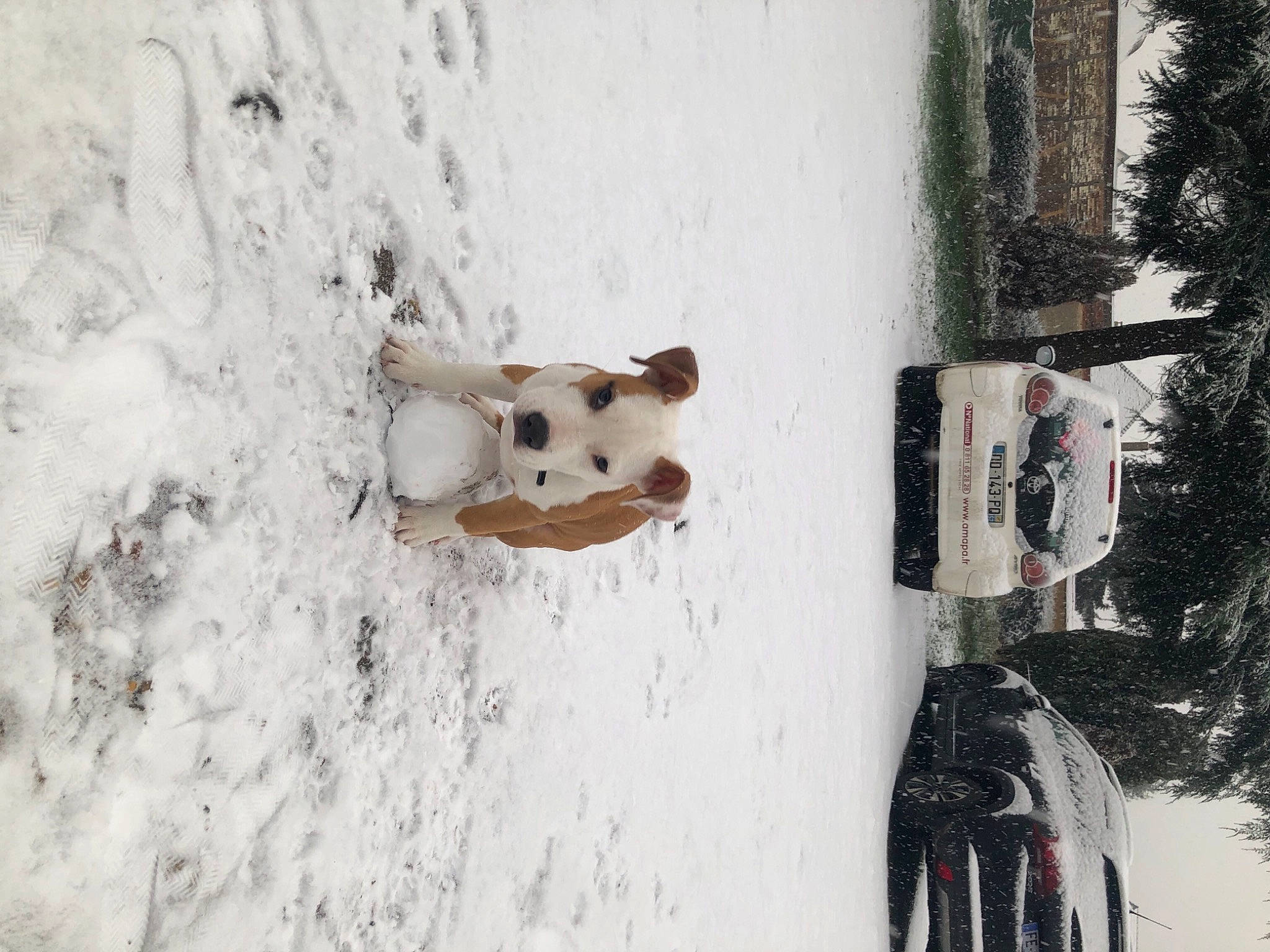 Ramsès participe au concours pour gagner de l'argent avec cette photo : car, carnivore, dog, dog_breed, door, fawn, freezing, geological_phenomenon, plant, snout, snow, snowman, stuffed_toy, toy, tree, vehicle, wall, window, winter, wood