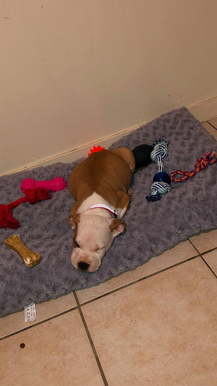 Ramsès participe au concours pour gagner de l'argent avec cette photo : brown, carnivore, comfort, companion_dog, dog, dog_breed, dog_supply, fawn, floor, flooring, hardwood, liver, non_sporting_group, pet_supply, sporting_group, tail, wood, working_animal