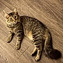 cat, tabby, fluffy, pet, animal, feline, indoor, floor, wood_floor, curious, relaxed, whiskers, tail, ears, paws, laying_down, young_cat, striped, domestic_cat, cute