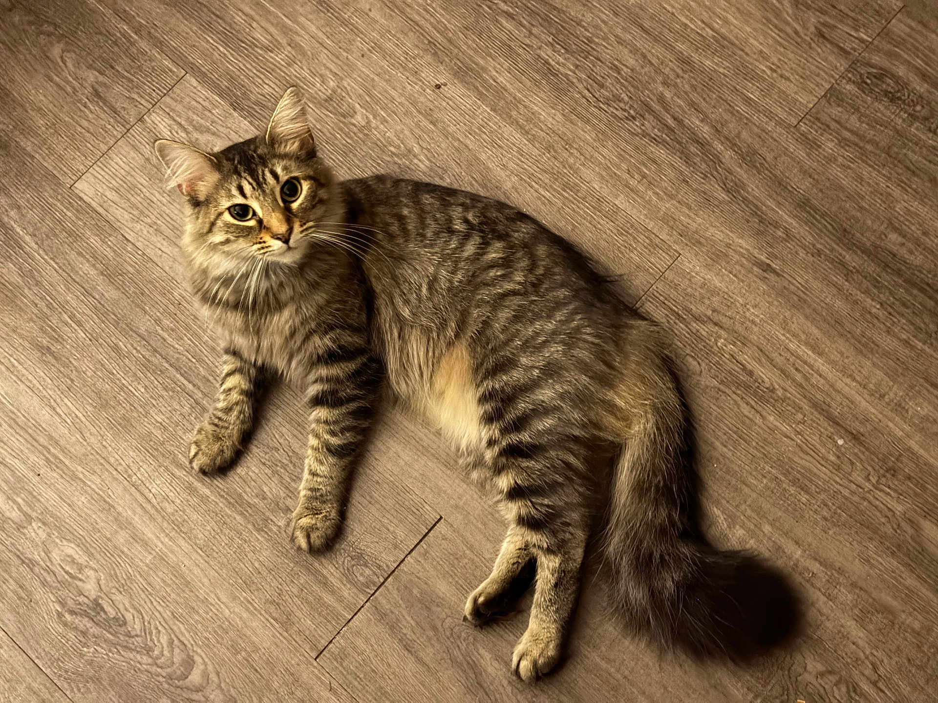 Gracie