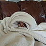 animal, blanket, brown_leather_couch, comfort, cozy, cute, dog, fur, furniture, home, indoor, living_room, peeking, pet, relaxing, small_dog, snuggled, soft, warm, wrapped