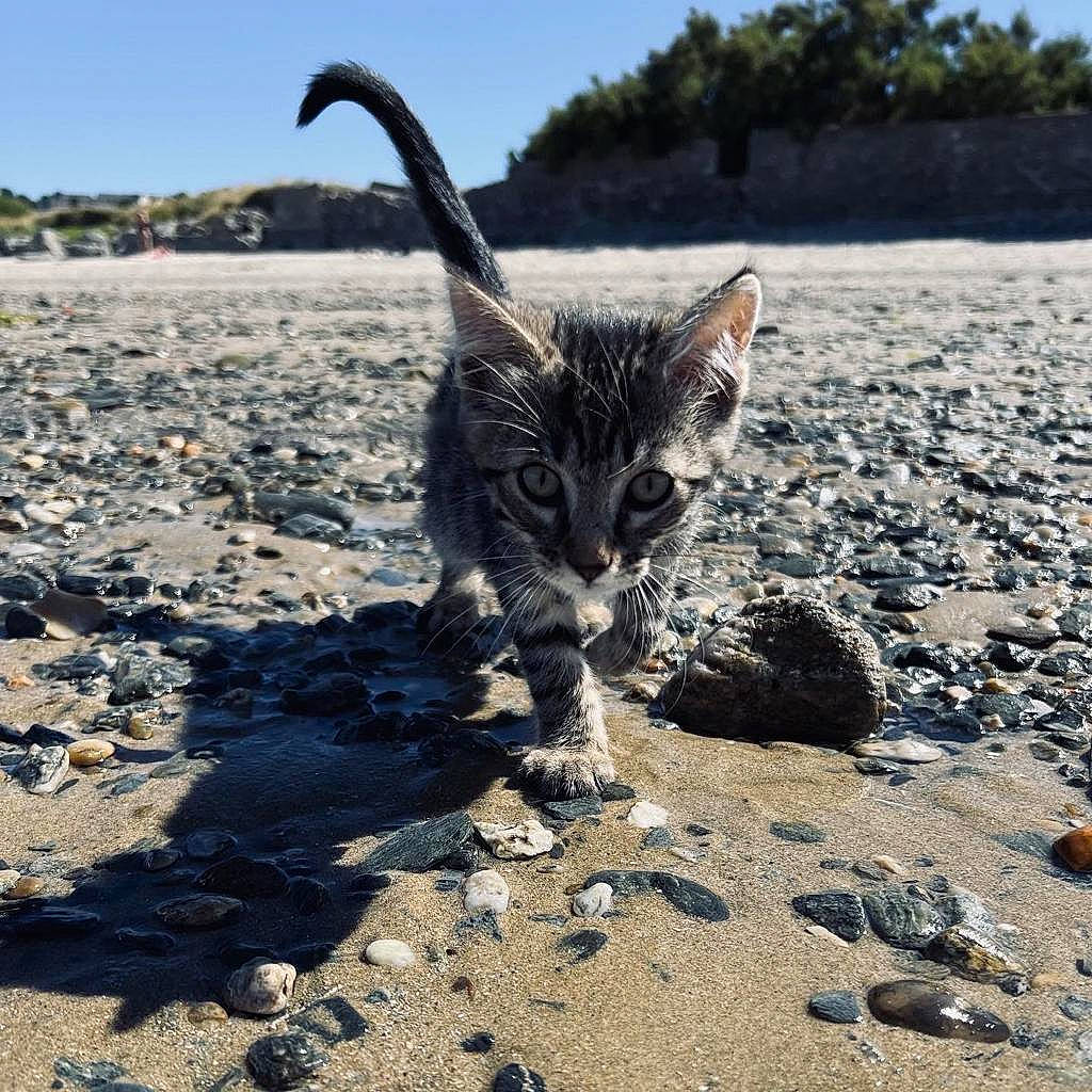 Kenaï participe au concours pour gagner de l'argent avec cette photo : body_of_water, carnivore, cat, claw, domestic_short_haired_cat, felidae, grass, landscape, plant, road_surface, rock, sand, sky, small_to_medium_sized_cats, soil, tail, terrestrial_animal, tree, whiskers, wood