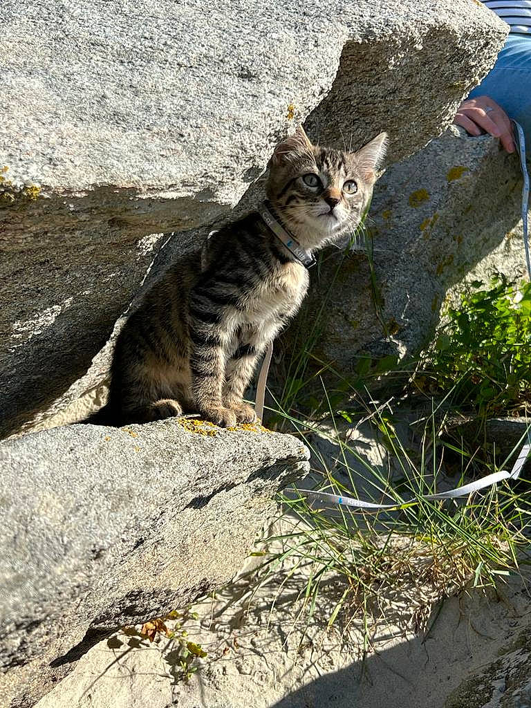 Kenaï a rejoint le concours — aidez-le/la à gagner de superbes lots ! asphalt, bedrock, carnivore, cat, domestic_short_haired_cat, felidae, fur, grass, paw, plant, road_surface, rock, shadow, small_to_medium_sized_cats, snout, soil, tail, terrestrial_animal, whiskers, wildlife