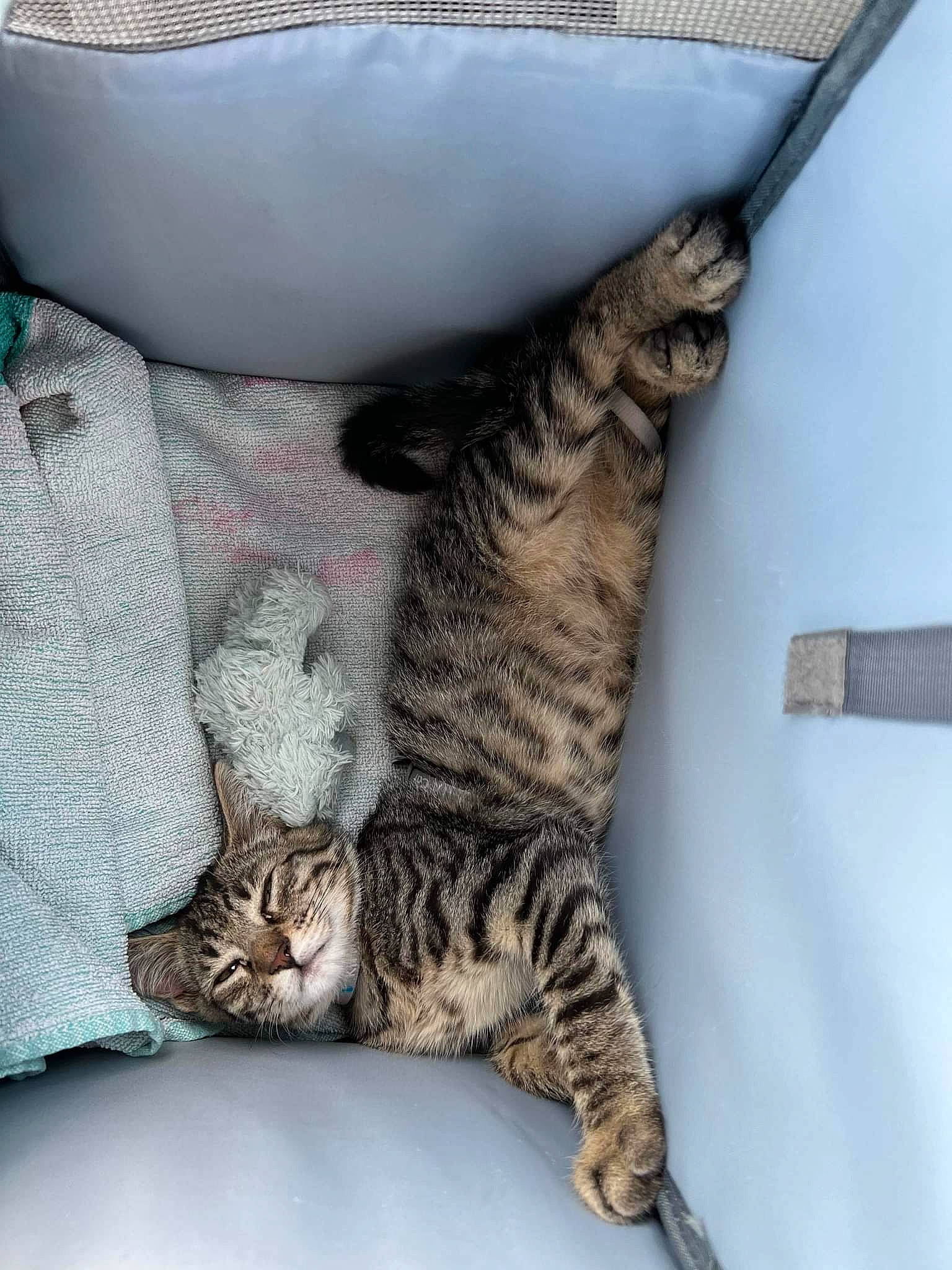 Kenaï a rejoint le concours — aidez-le/la à gagner de superbes lots ! bed, carnivore, cat, claw, comfort, couch, domestic_short_haired_cat, felidae, foot, fur, nap, paw, sitting, small_to_medium_sized_cats, snout, tail, terrestrial_animal, whiskers