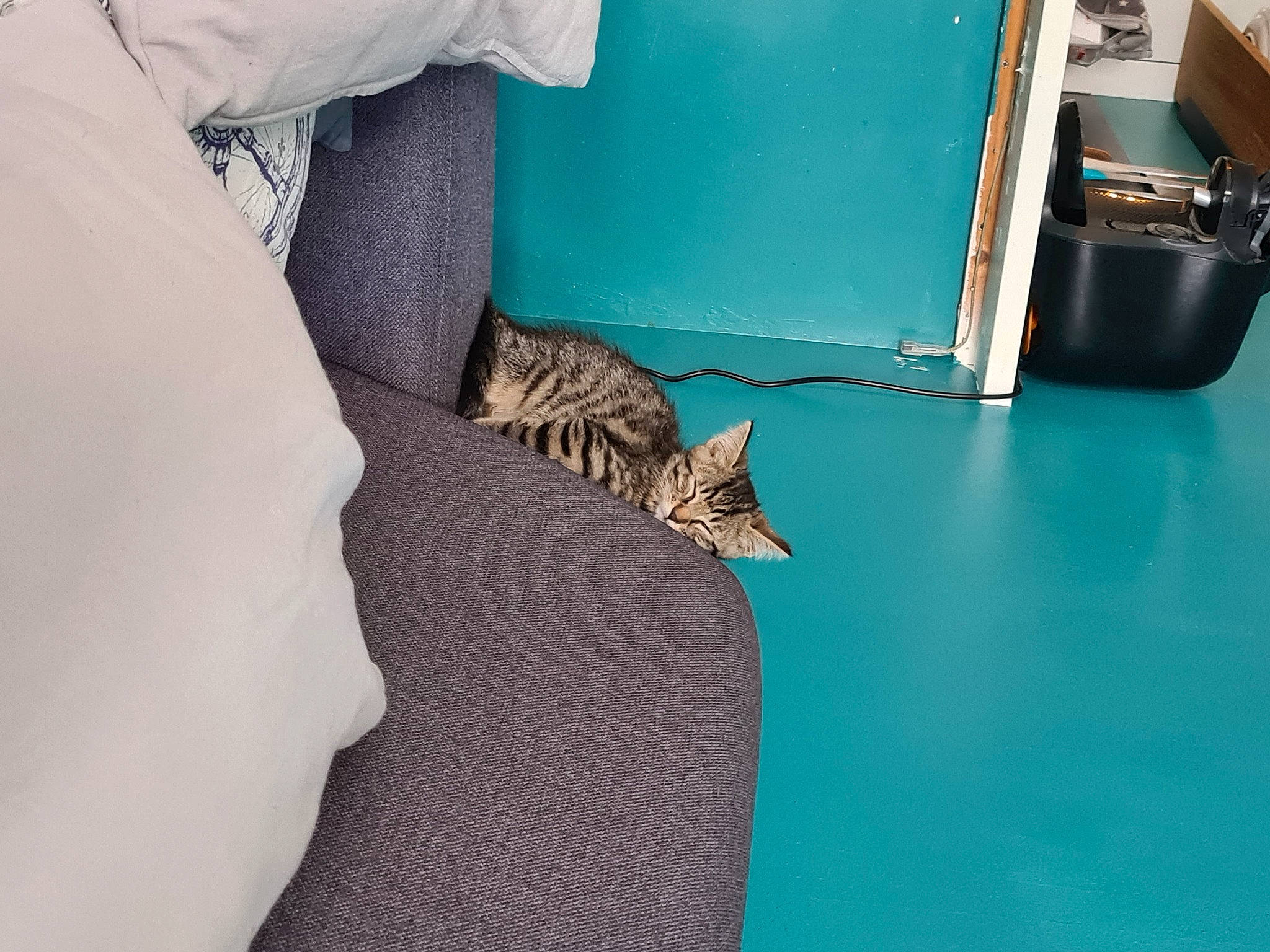 Kenaï participe au concours pour gagner de l'argent avec cette photo : bed_sheet, bedding, bedroom, carnivore, carpet, cat, comfort, domestic_short_haired_cat, felidae, floor, flooring, fur, human_leg, linens, pattern, room, sitting, small_to_medium_sized_cats, whiskers, wood