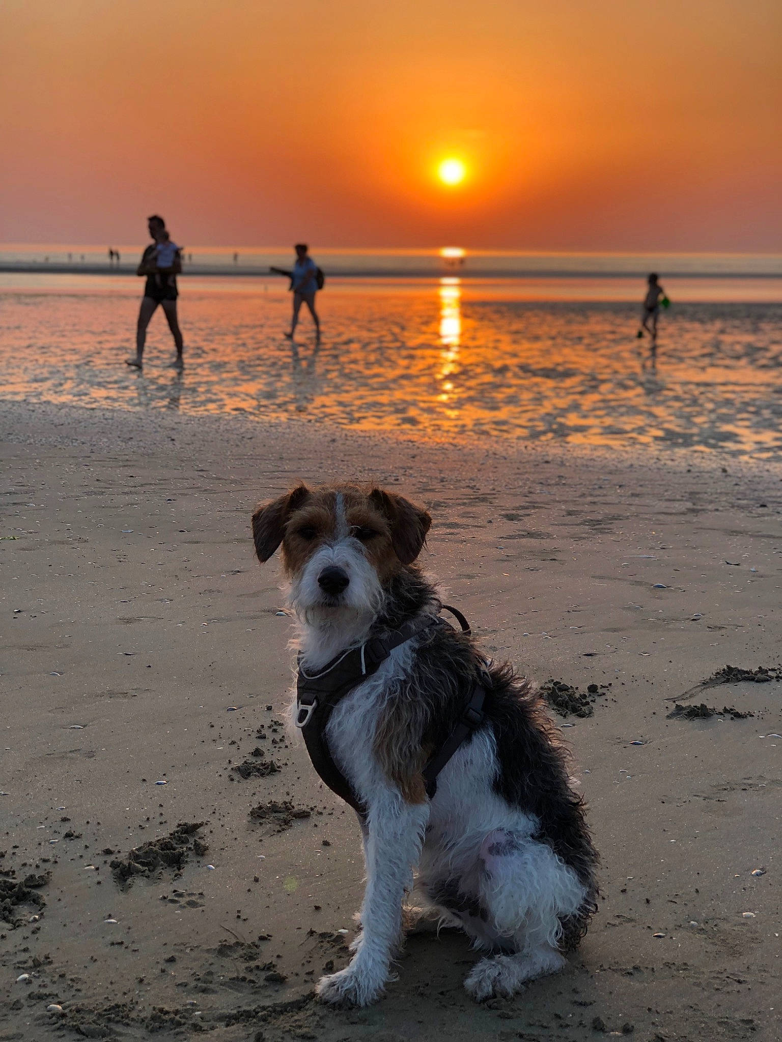 Prélude a rejoint le concours — aidez-le/la à gagner de superbes lots ! afterglow, beach, body_of_water, carnivore, coastal_and_oceanic_landforms, companion_dog, dog, dog_breed, dusk, horizon, light, morning, people_on_beach, photograph, sky, summer, sunlight, sunrise, water, wind_wave