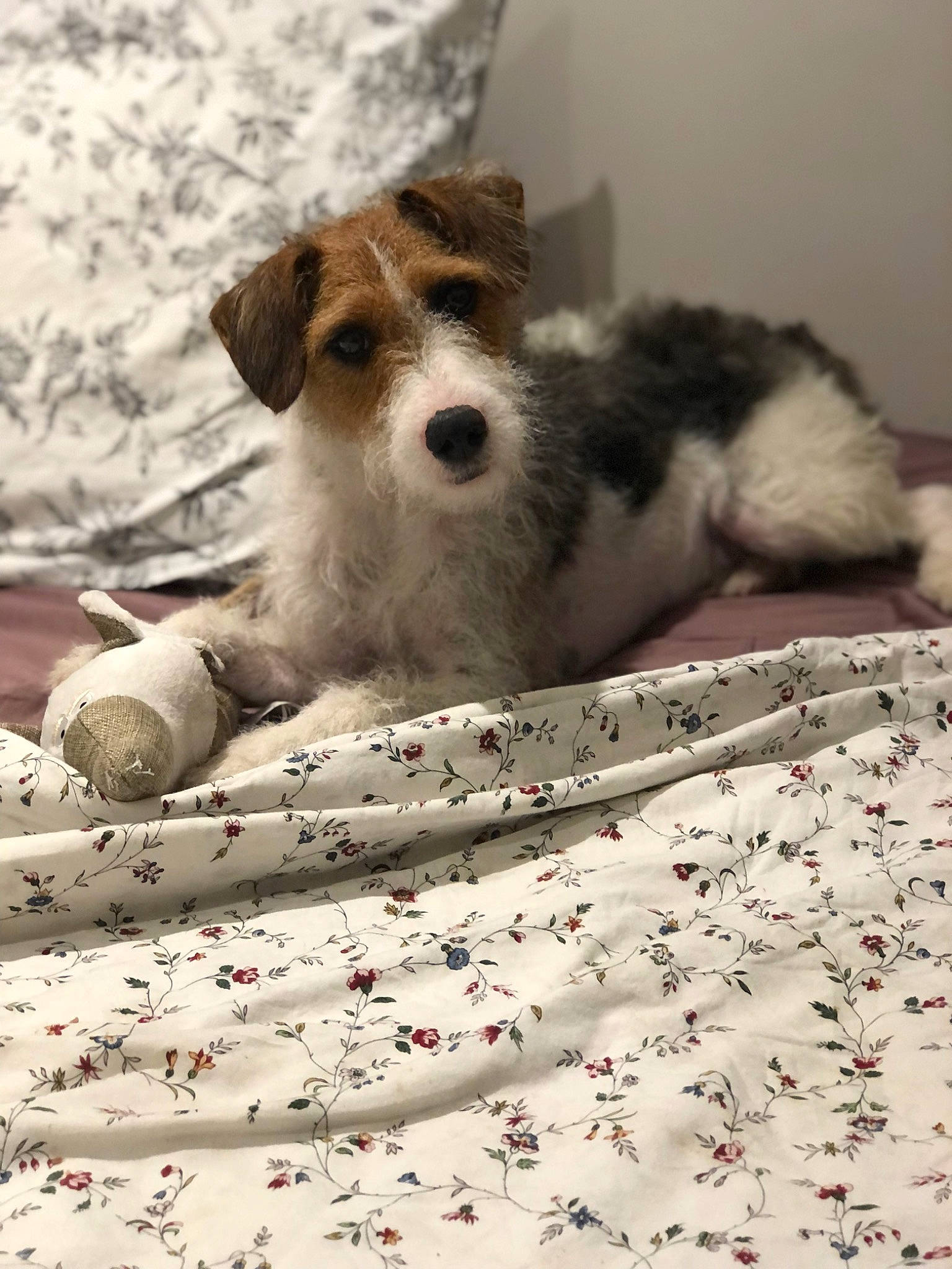 Prélude participe au concours pour gagner de l'argent avec cette photo : bed, canidae, carnivore, comfort, companion_dog, dog, dog_breed, fawn, flooring, fur, linens, paw, snout, sporting_group, terrestrial_animal, terrier, toy, toy_dog, whiskers, working_animal