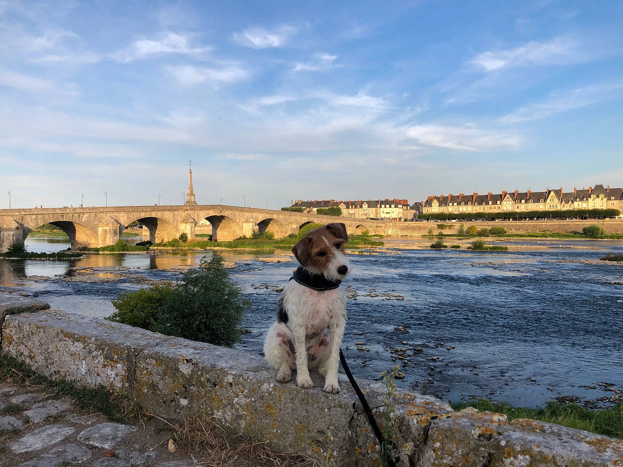 Prélude a rejoint le concours — aidez-le/la à gagner de superbes lots ! arch, carnivore, cloud, coast, companion_dog, dog, dog_breed, grass, gun_dog, horizon, lake, landscape, ocean, reflection, reservoir, rock, sky, sporting_group, terrier, water