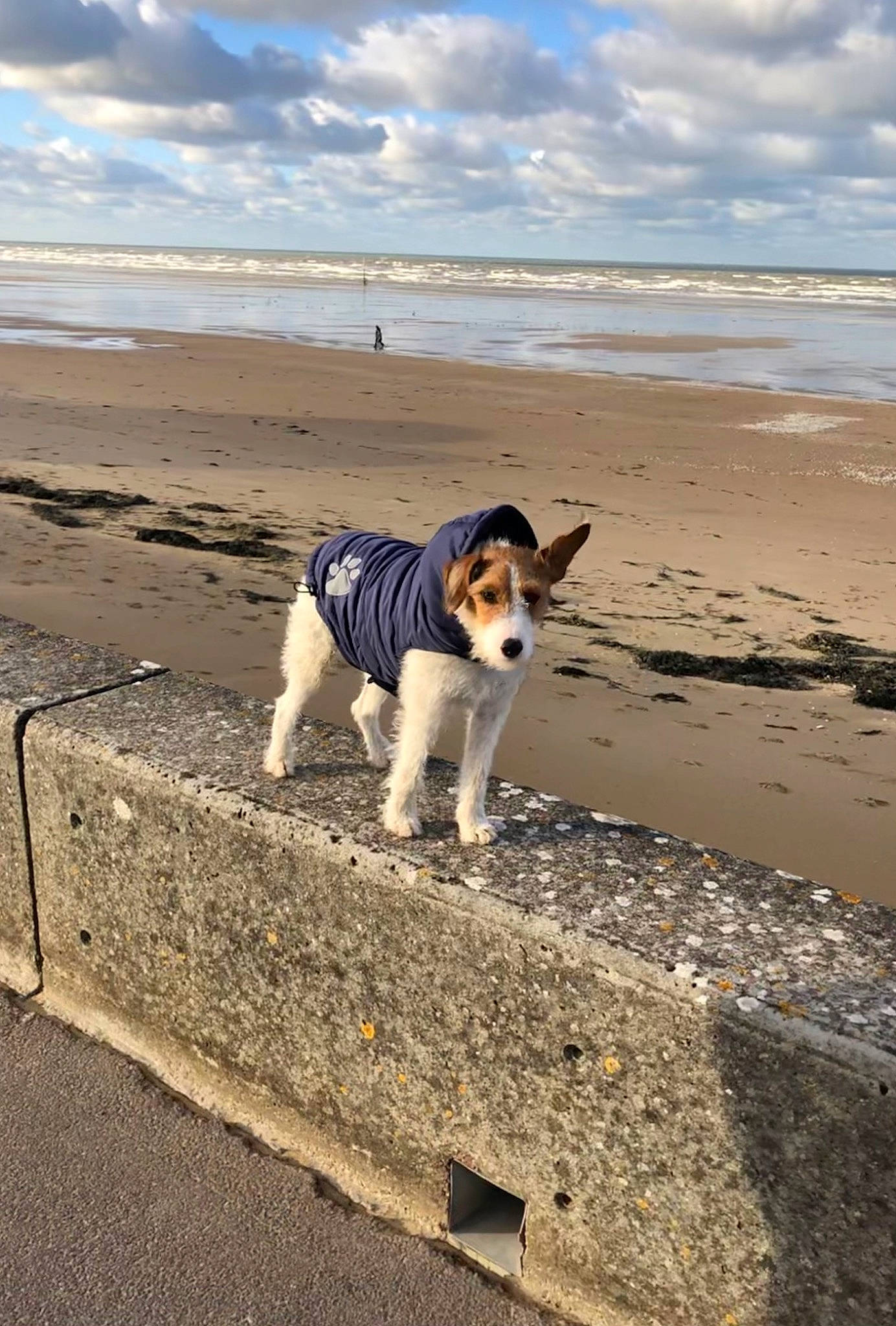 Prélude a rejoint le concours — aidez-le/la à gagner de superbes lots ! beach, carnivore, cloud, coast, collar, companion_dog, dog, dog_breed, fawn, horizon, landscape, leash, ocean, sand, sky, sporting_group, street_dog, tail, terrier, water