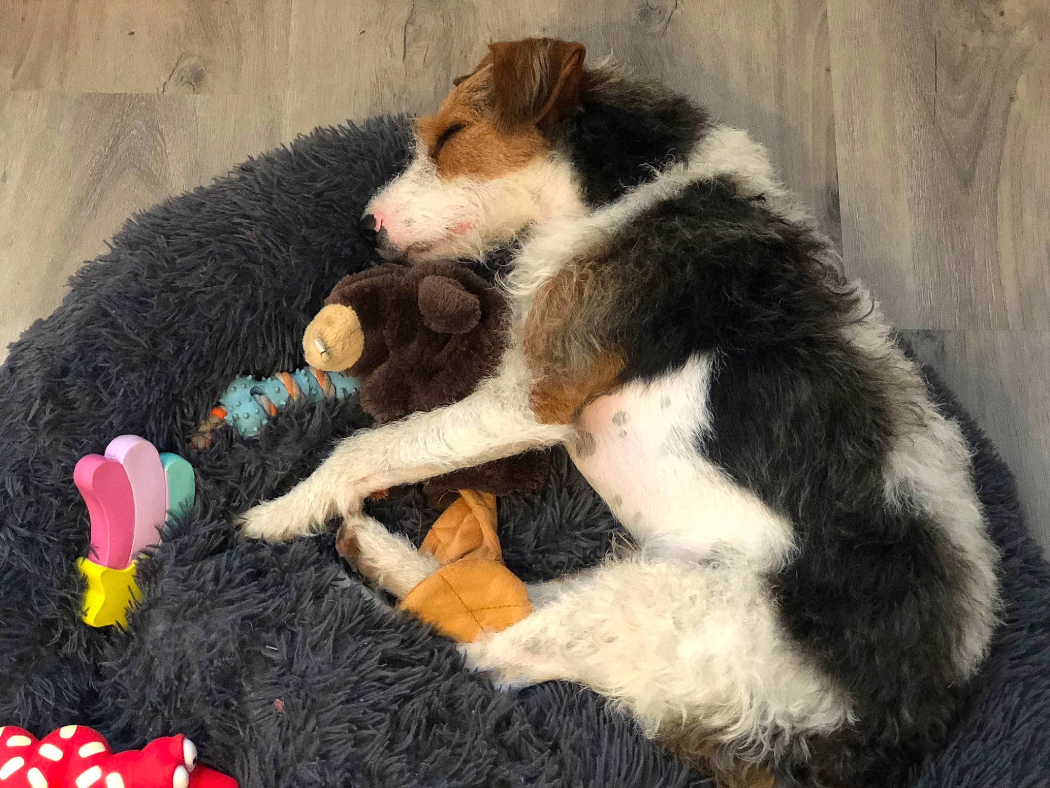 Prélude a rejoint le concours — aidez-le/la à gagner de superbes lots ! art, canidae, carnivore, claw, comfort, companion_dog, dog, dog_breed, fawn, felidae, fur, herding_dog, paw, sporting_group, stuffed_toy, tail, toy, wool, woolen, working_animal