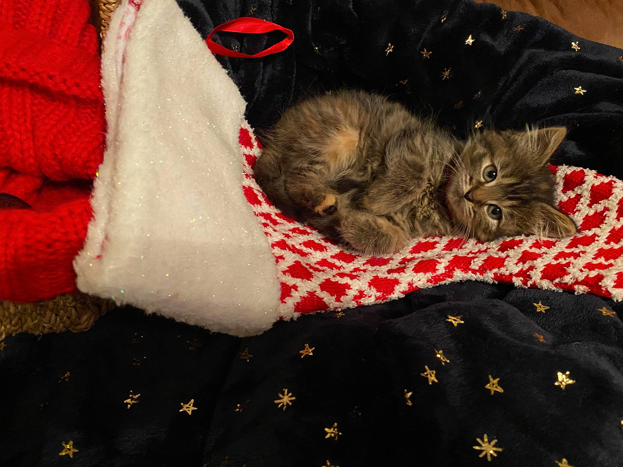 Cosmo is registered to the contest to win money with this photo: bag, black_cat, carmine, carnivore, cat, claw, comfort, domestic_short_haired_cat, felidae, fur, grey, human_leg, linens, pattern, paw, red, small_to_medium_sized_cats, tail, textile, whiskers