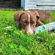 Xander joined the competition — help win amazing prizes! puppy, dog, brown_dog, grass, outdoor, toy, white_stripe, greenery, pet, animal, closeup, nature, backyard, young_dog, resting, ears, snout, playful, summer, shelter