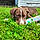Xander