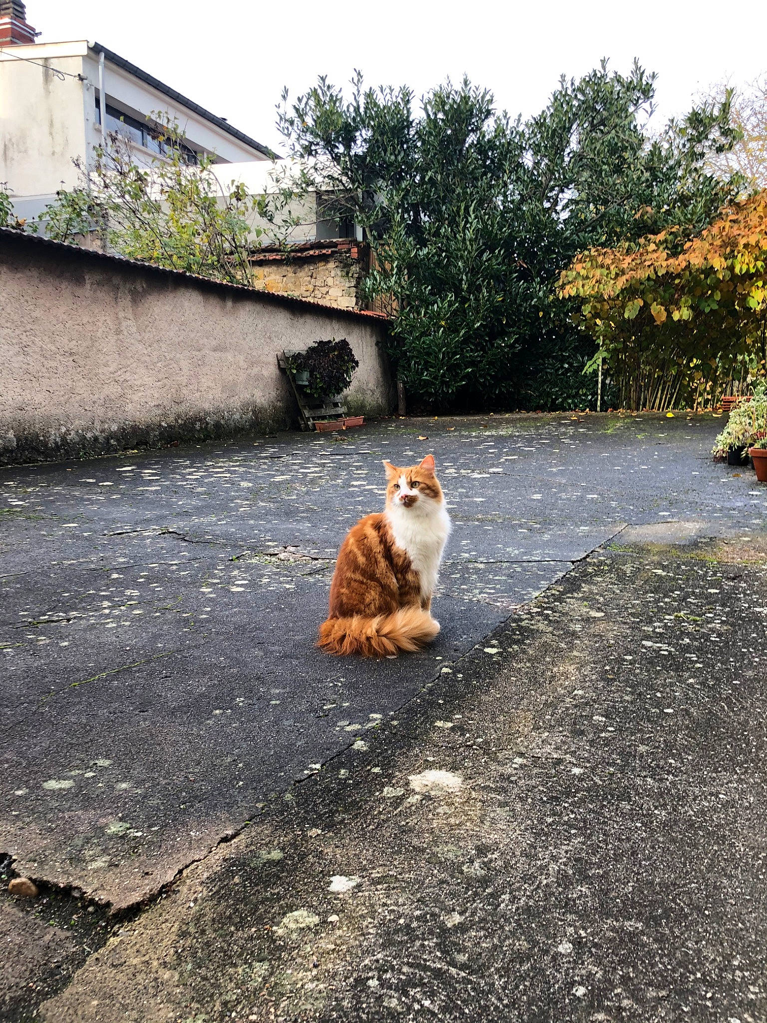 Drogo a rejoint le concours — aidez-le/la à gagner de superbes lots ! aegean_cat, asphalt, carnivore, cat, european_shorthair, fawn, felidae, flagstone, flooring, fur, polydactyl_cat, road, road_surface, sand, sidewalk, small_to_medium_sized_cats, street, tail, whiskers