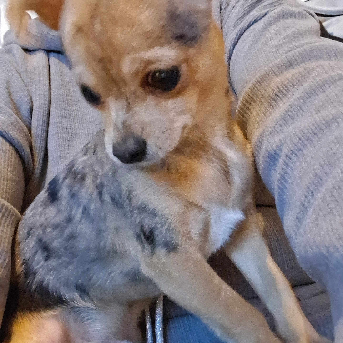 Vodka a rejoint le concours — aidez-le/la à gagner de superbes lots ! animal, black, brown, calm, casual_clothing, closeup, cozy, cute, dog, fur, gray_sweater, human_arm, indoor, lap, person, pet, puppy, sitting, small_dog, white