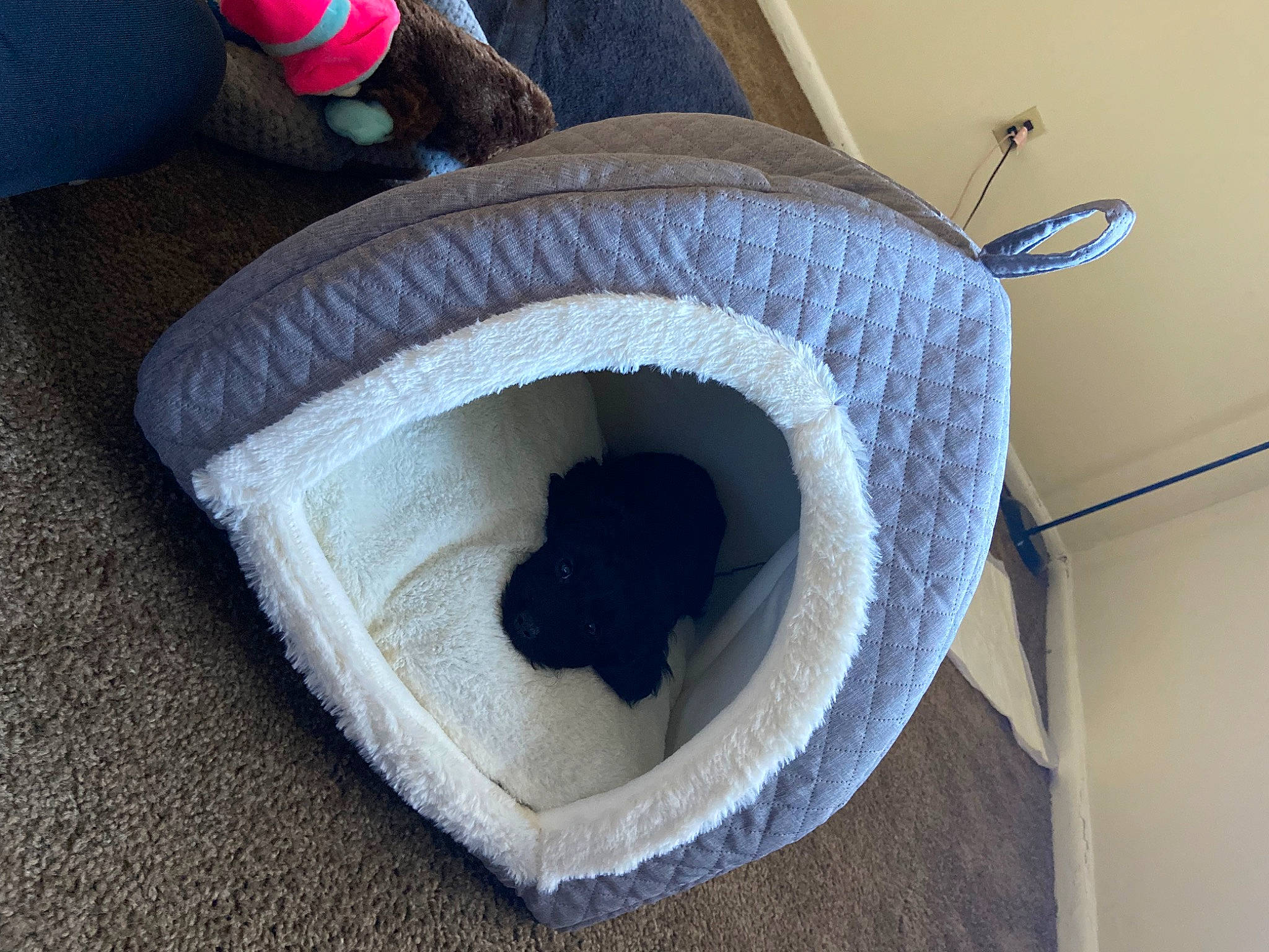 Star joined the competition — help win amazing prizes! automotive_tire, automotive_wheel_system, carmine, circle, comfort, electric_blue, floor, flooring, grass, grey, hardwood, hat, laundry_basket, pattern, pet_supply, room, thread, wood, wool, woolen