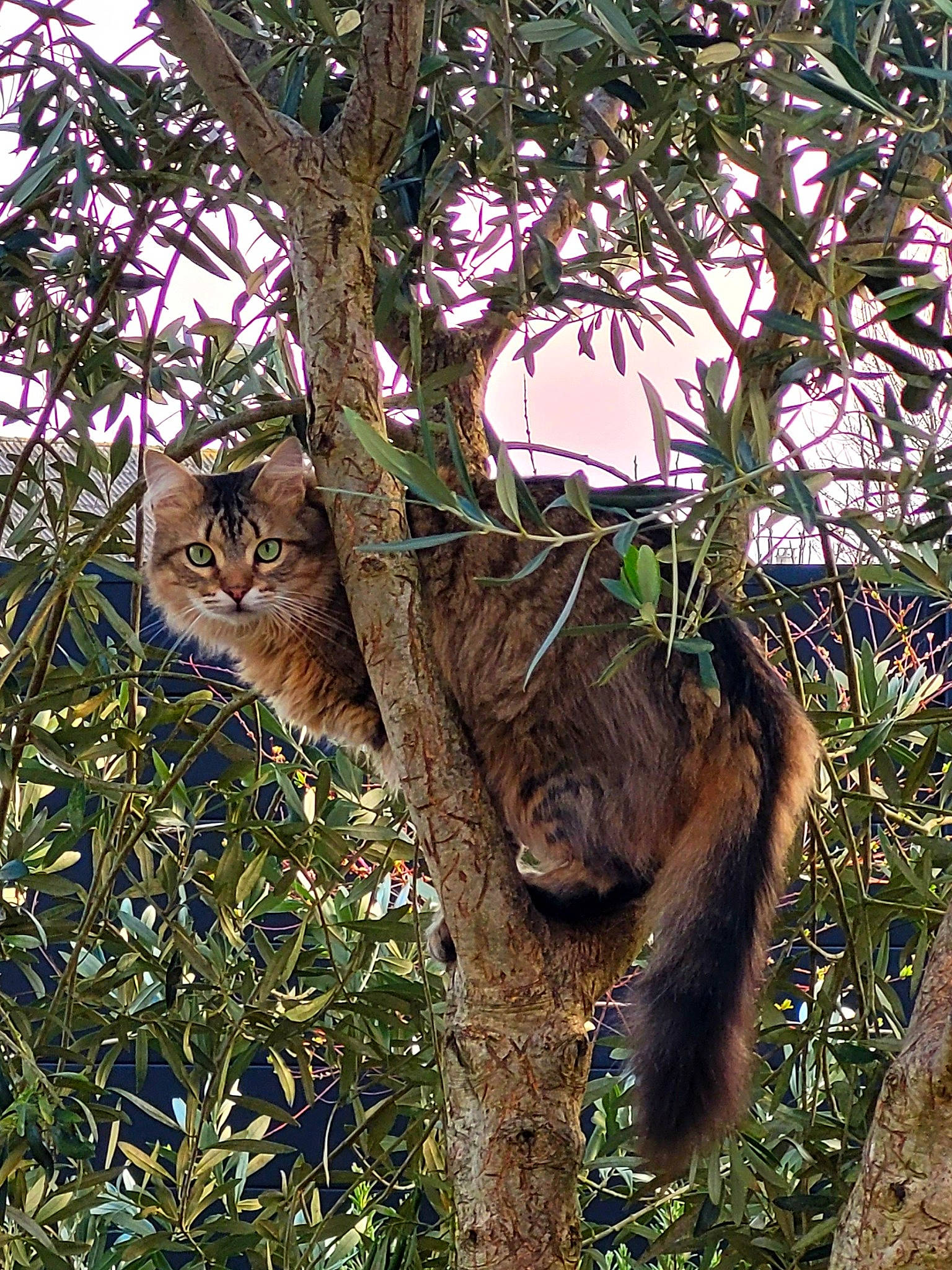 Gwada a rejoint le concours — aidez-le/la à gagner de superbes lots ! big_cats, carnivore, cat, fawn, felidae, fur, grass, natural_material, nature_reserve, plant, small_to_medium_sized_cats, snout, tail, terrestrial_animal, tree, trunk, twig, whiskers, wildlife, wood