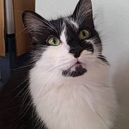 Wisky a rejoint le concours — aidez-le/la à gagner de superbes lots ! cat, black_and_white, fluffy, green_eyes, indoor, portrait, curious, feline, whiskers, close_up, pet, animal, sitting, soft_lighting, box, wall, domestic_cat, fur, cute, looking_up