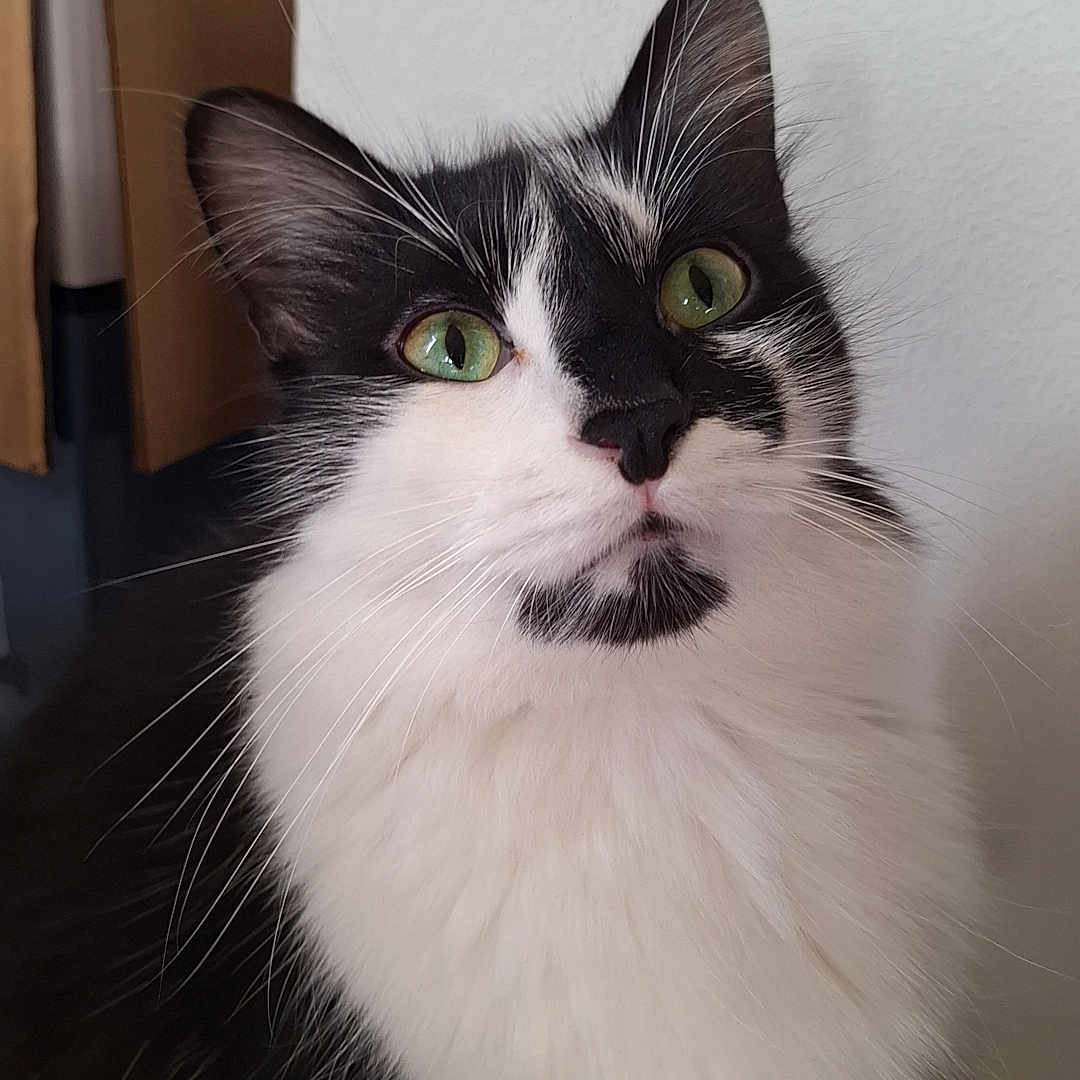 Wisky a rejoint le concours — aidez-le/la à gagner de superbes lots ! animal, black_and_white, box, cat, close_up, curious, cute, domestic_cat, feline, fluffy, fur, green_eyes, indoor, looking_up, pet, portrait, sitting, soft_lighting, wall, whiskers