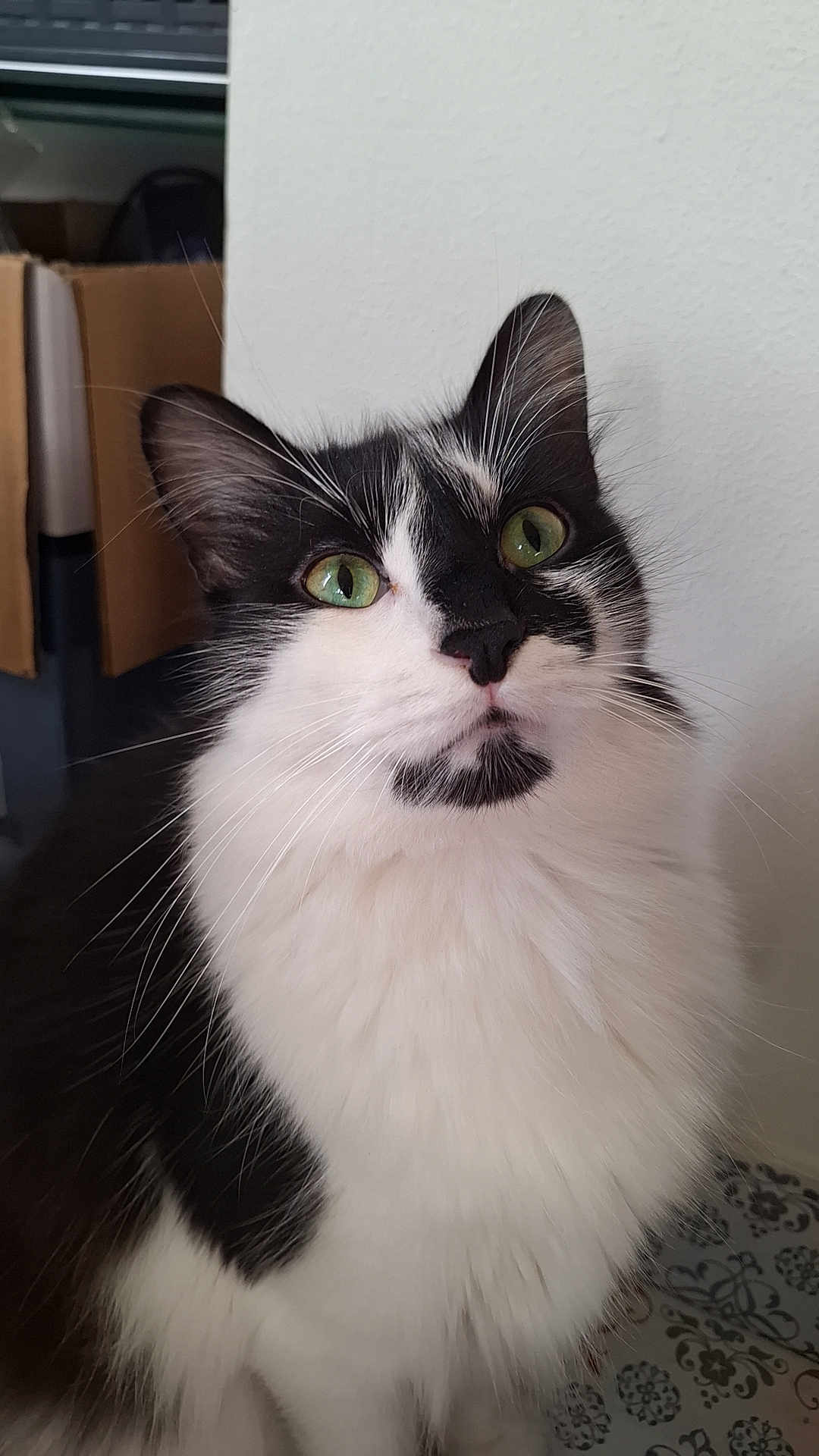 Wisky a rejoint le concours — aidez-le/la à gagner de superbes lots ! cat, black_and_white, fluffy, green_eyes, indoor, portrait, curious, feline, whiskers, close_up, pet, animal, sitting, soft_lighting, box, wall, domestic_cat, fur, cute, looking_up