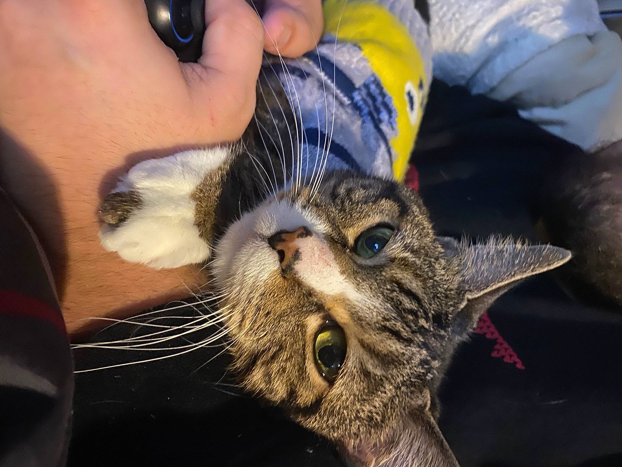 Doodle is registered to the contest to win money with this photo: aegean_cat, american_shorthair, asian, california_spangled, carnivore, cat, claw, close_up, domestic_short_haired_cat, dragon_li, european_shorthair, eye, felidae, kitten, organism, pixie_bob, small_to_medium_sized_cats, snout, tabby_cat, whiskers