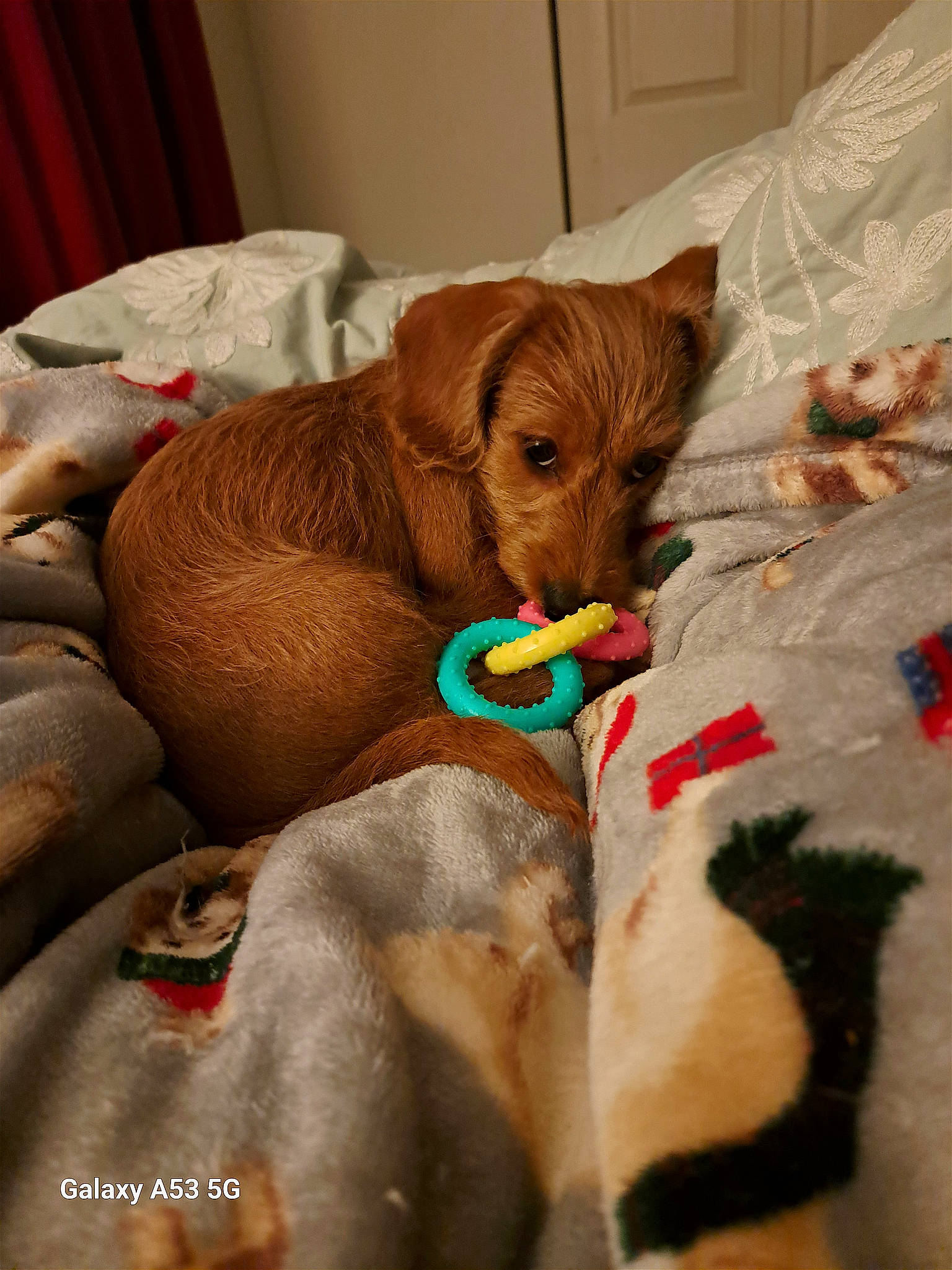 Scooby joined the competition — help win amazing prizes! carnivore, child, comfort, companion_dog, dog, dog_breed, dog_supply, fawn, fur, linens, liver, paw, pet_supply, snout, sporting_group, terrestrial_animal, whiskers, wood, working_animal, wrinkle